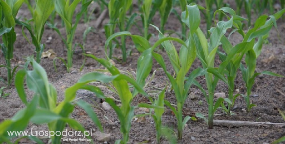 Kukurydza. Ustalanie rekomendacji agrotechnicznych trwa kilka lat