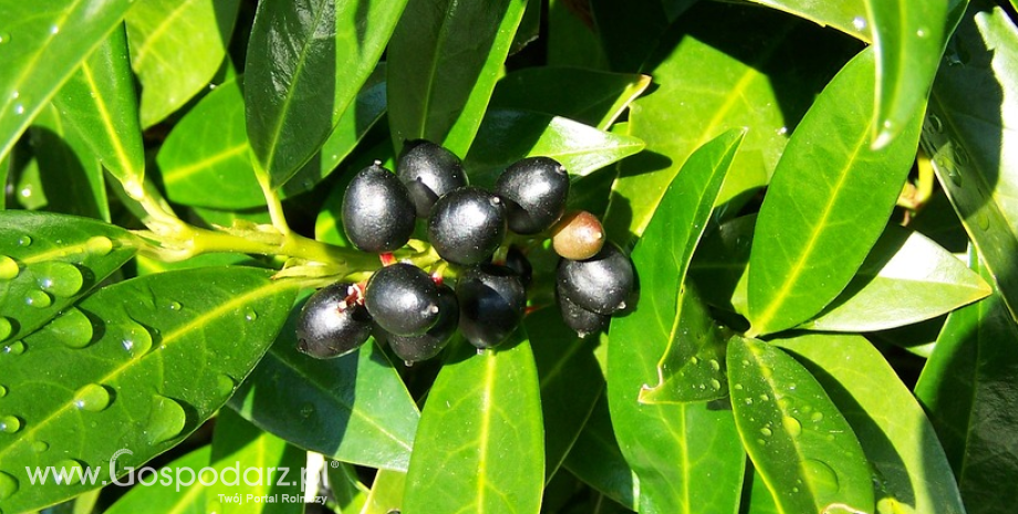 USA nałożyło cła antydumpingowe na import hiszpańskich czarnych oliwek stołowych