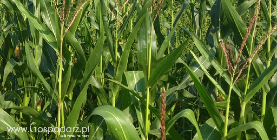 IGC podsniosła globalne prognozy produkcji zbóż do 1,976 mld ton