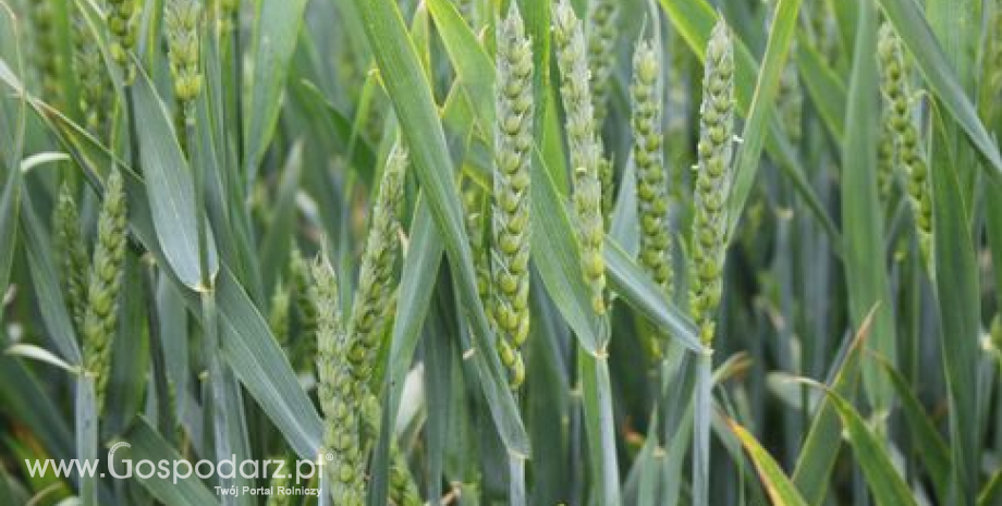 Notowania zbóż i oleistych. Niewielkie zmiany w oczekiwaniu na piątkowy raport USDA (7.12.2016)