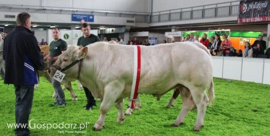 Czempionaty bydła mięsnego XXVI Krajowej Wystawy Zwierząt Hodowlanych w Poznaniu