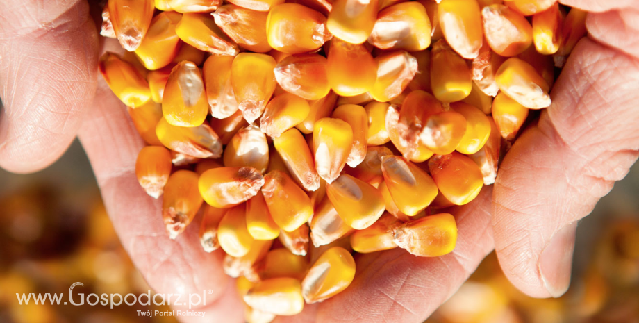 Cechy odmian a opłacalność uprawy kukurydzy