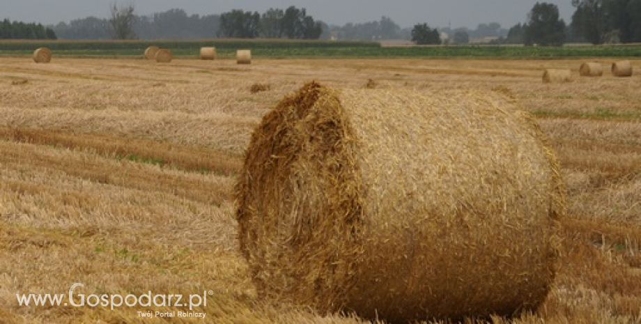Notowania zbóż. Przeceny na giełdowym rynku zbóż, soja odbiła w górę (26.01.2015)