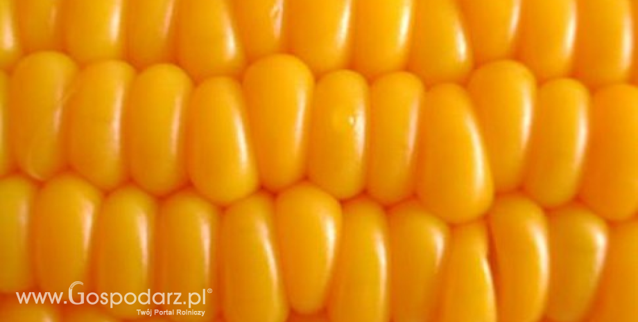 Kukurydza mocno tanieje. Średnia cena w skupie poniżej 590 zł/t