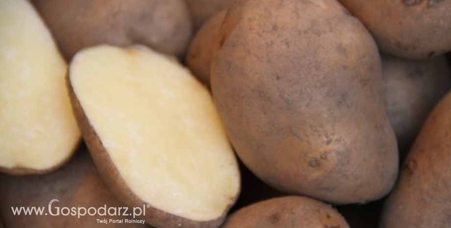 Bardzo dobre zbiory ziemniaków w Europie