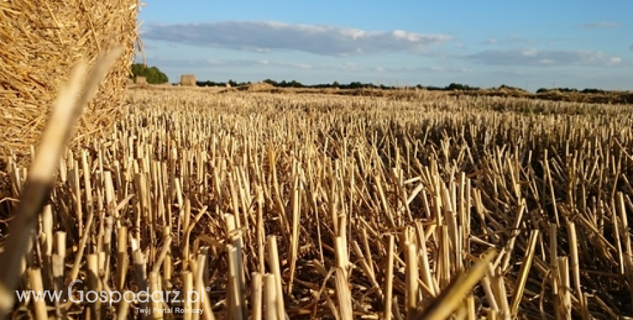 GUS: Zbiory zbóż w Polsce wyniosły 27,8 mln ton