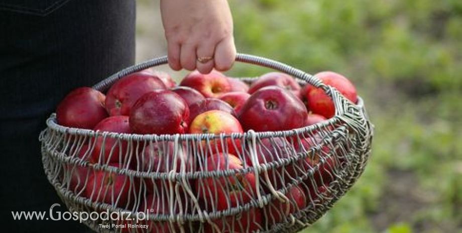 Rynek jabłek we Francji