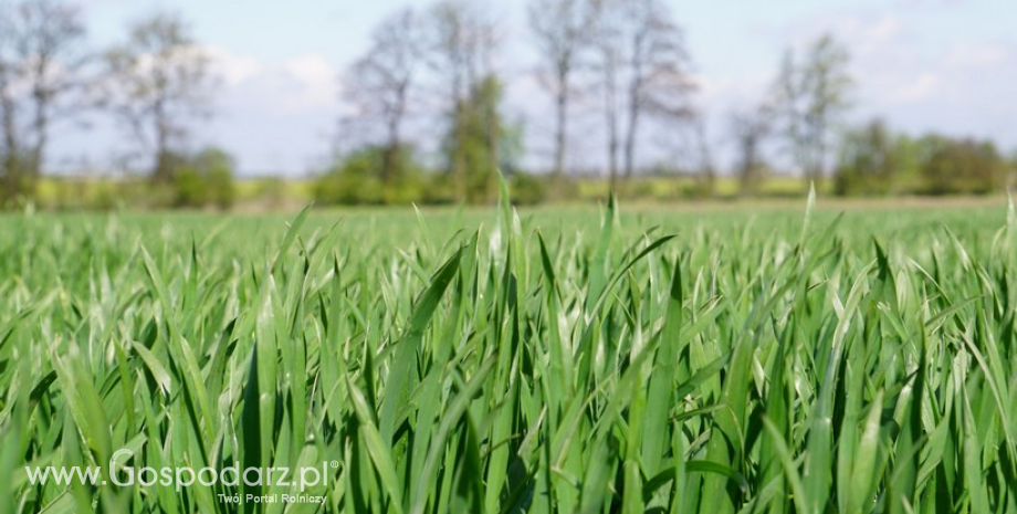 UE: Areał zasiewów pszenicy wzrośnie do 24,3 mln ha