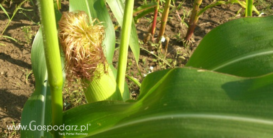 Francja podnosi prognozy zbiorów kukurydzy