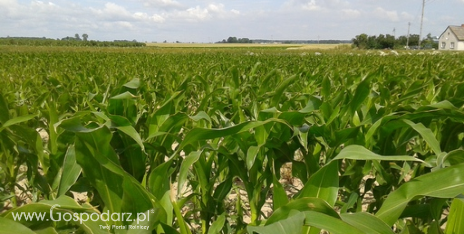 Nowe odmiany kukurydzy w Krajowym Rejestrze