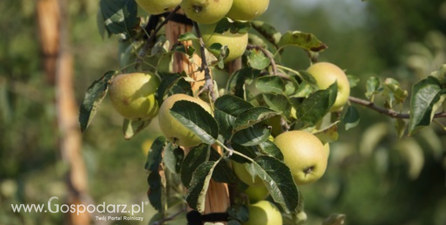 Prognoza zbiorów jabłek w Polsce i UE