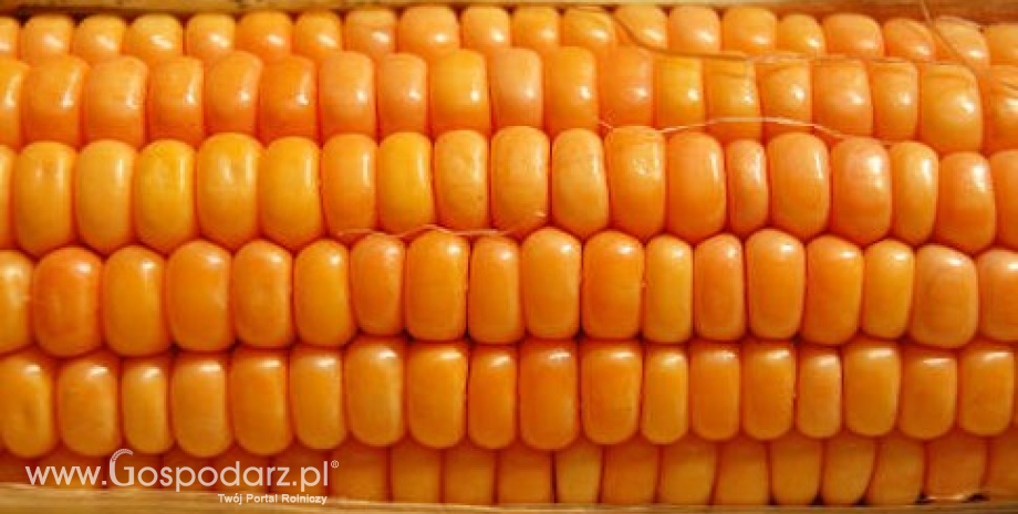 Ograniczona podaż nasion kukurydzy w UE