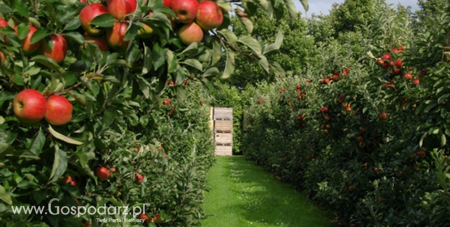 GUS: Rekordowe zbiory owoców z drzew w 2013 r.
