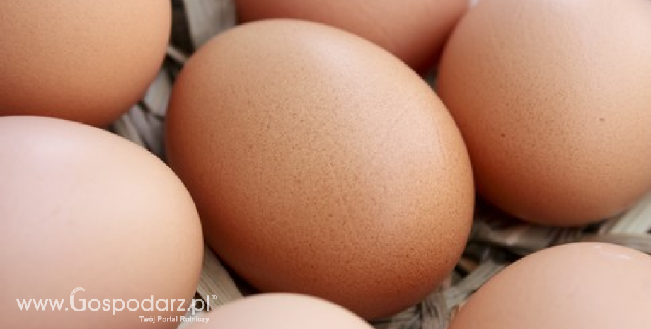 Wzrost eksportu jaj i ich przetworów