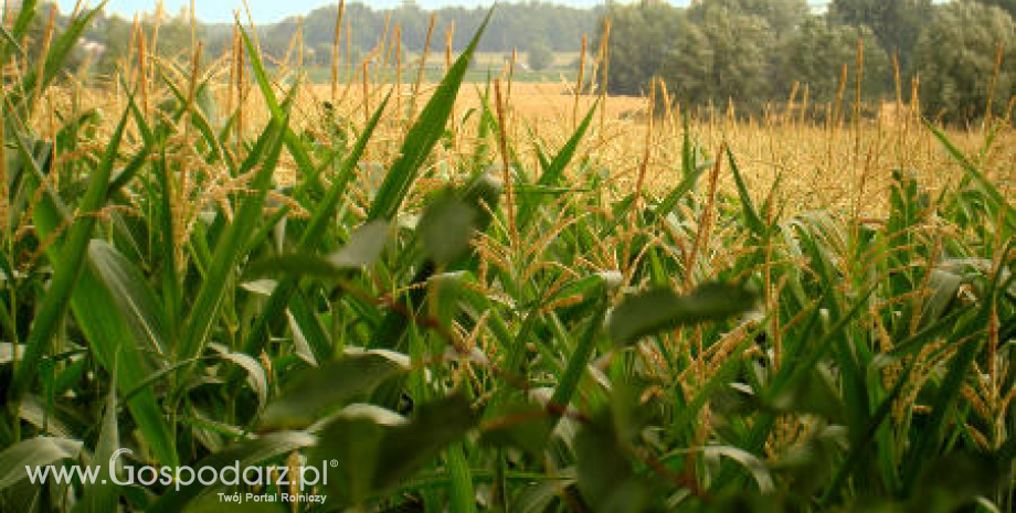 Amerykańska kukurydza ciągnie w górę pozostałe zboża (22.08.2013)