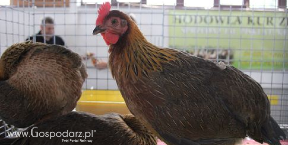 KRIR wnioskuje o przeprowadzenie naboru uzupełniającego na rekompensaty dla rolników poszkodowanych przez ptasią grypę