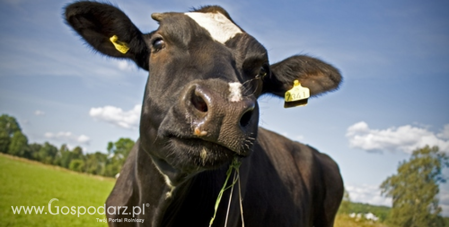 Brazylijczycy wstrzymują sprzedaż mięsa pochodzącego z pastwisk powstałych po lasach tropikalnych