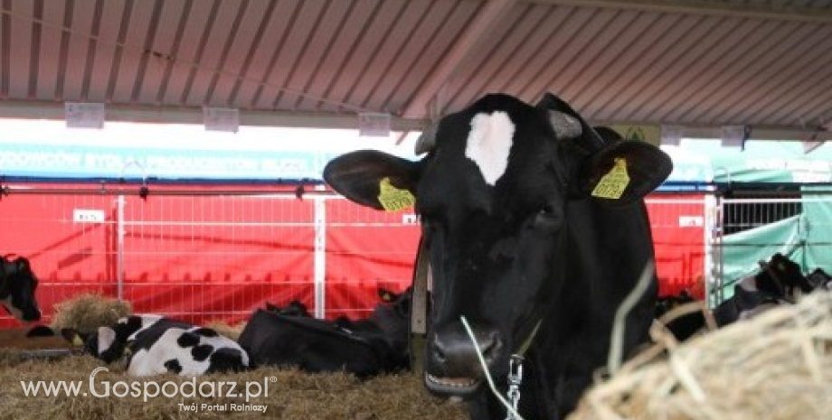 Pogłowie krów mlecznych w 2016 wyniosło 2,13 mln sztuk