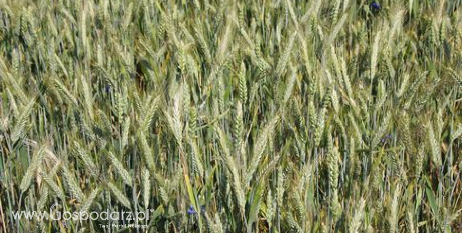 Niski poziom zapasów pszenicy na Ukrainie
