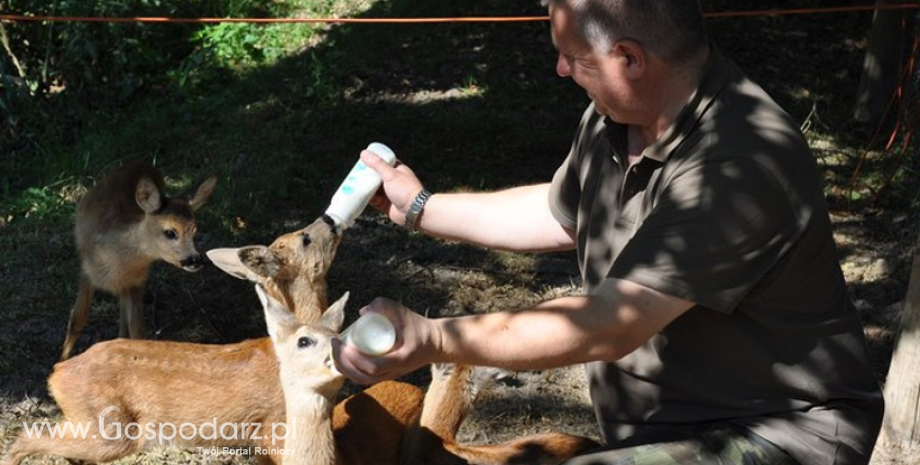 Szpitale u leśników pomagają zwierzętom