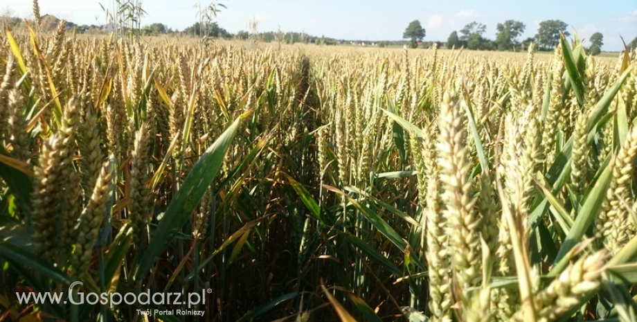 Zbiory pszenicy w Argentynie zostały skorygowane w dół
