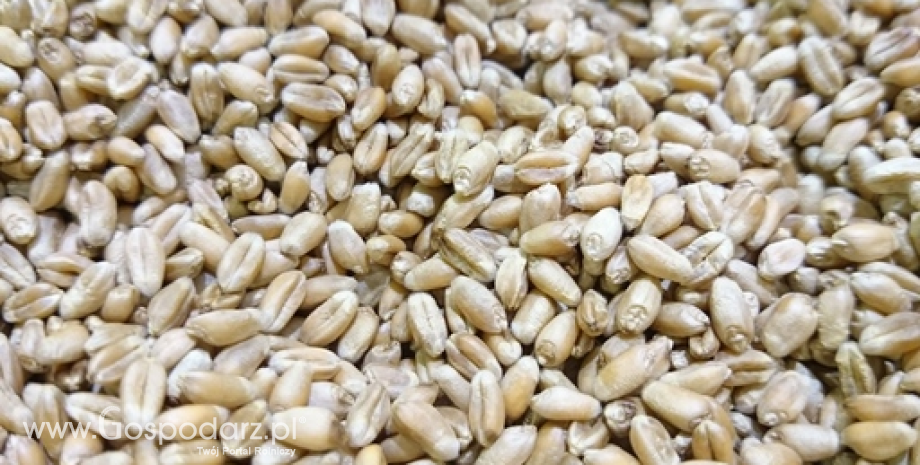 Rekordowe zbiory zbóż w Rosji są na ukończeniu i wywierają presję na światowe ceny pszenicy