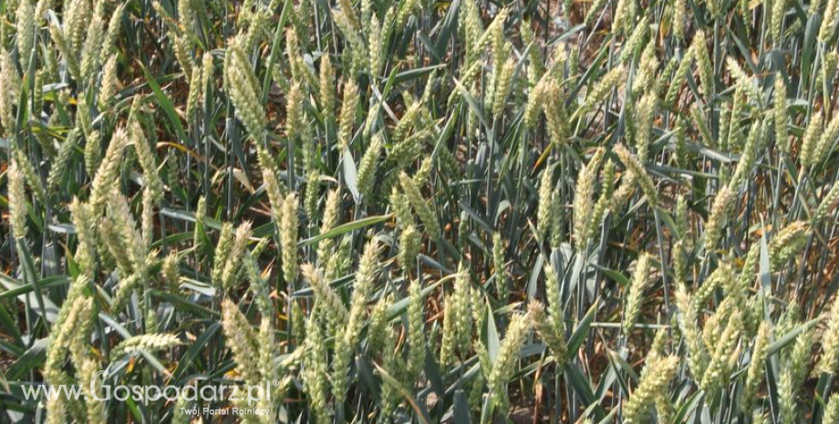 Notowania zbóż i oleistych. Wysokobiałkowa pszenica podrożała aż o 43% w ciągu 3 miesięcy (29.06.2017)