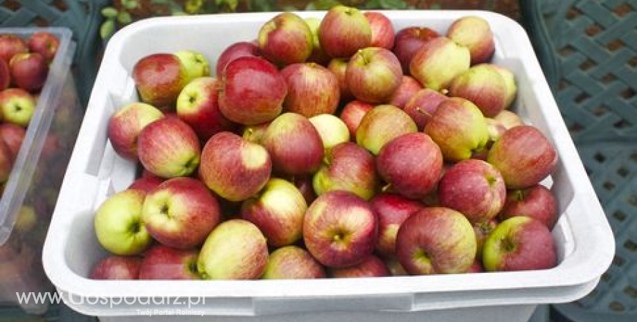 Światowe zbiory jabłek przekroczą 68 mln ton