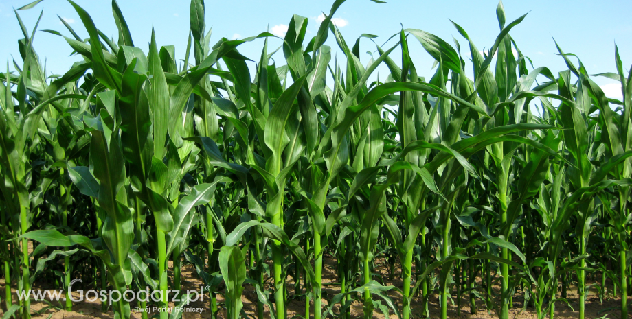 USA: Dobra ocena upraw kukurydzy i soi
