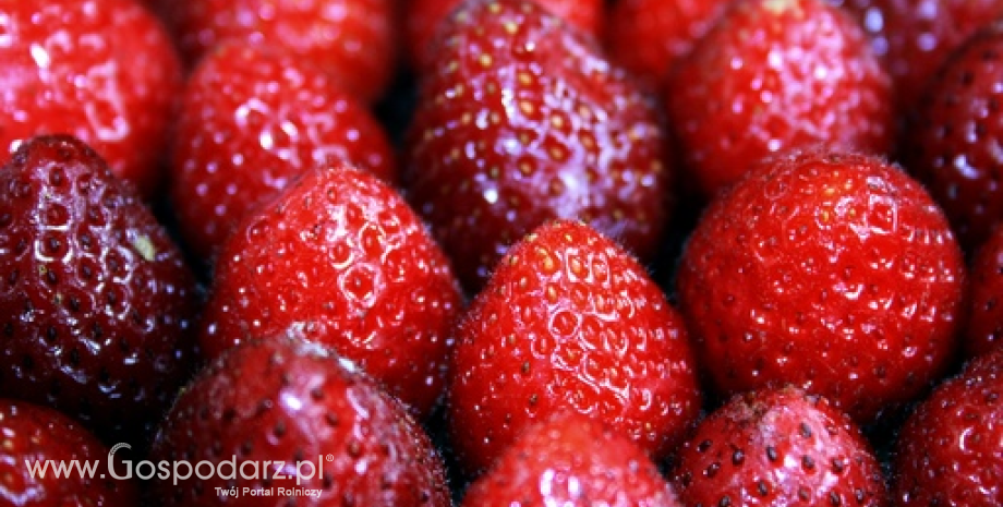 GUS: Zbiory owoców jagodowych w Polsce wyniosą 0,56 mln ton