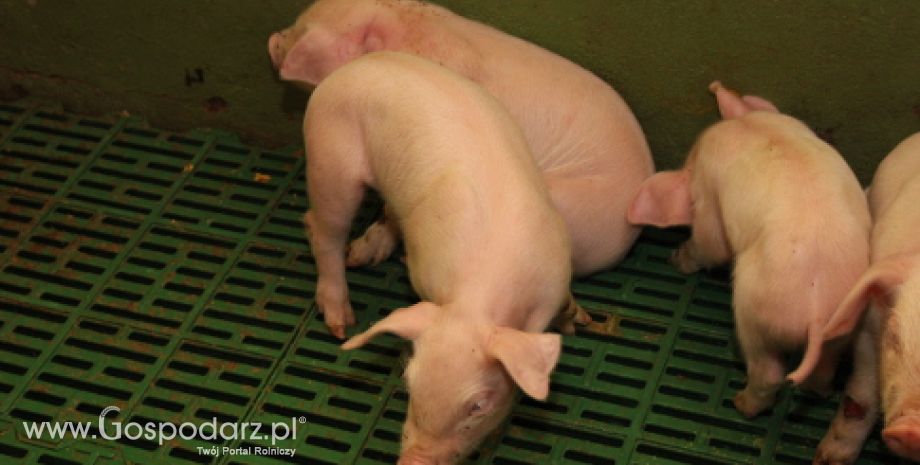 Wsparcie dla producentów świń – już można składać wnioski