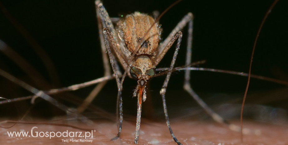 Czy grozi nam plaga śmiercionośnych komarów?