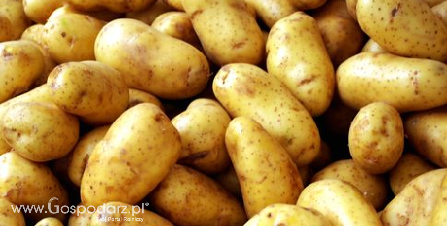 Zbiory ziemniaków w Polsce w 2015 r. wyniosły 6,2 mln ton