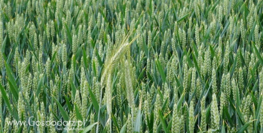 Rynek zbóż w Polsce (2.10.2022)