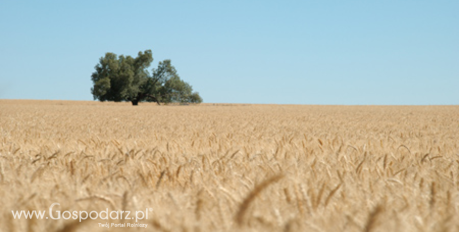 FAO prognozuje światową produkcję zbóż w 2012 roku