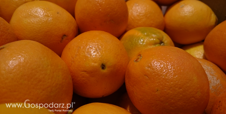 Hiszpania, RPA i Egipt największymi eksporterami pomarańczy