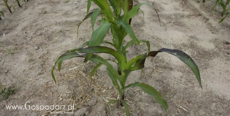Spadek powierzchni upraw kukurydzy i jęczmienia jarego na Ukrainie