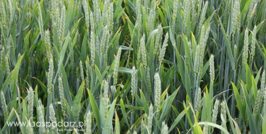 Poprawa prognoz dla zbiorów zbóż w Rosji, Kazachstanie i na Ukrainie