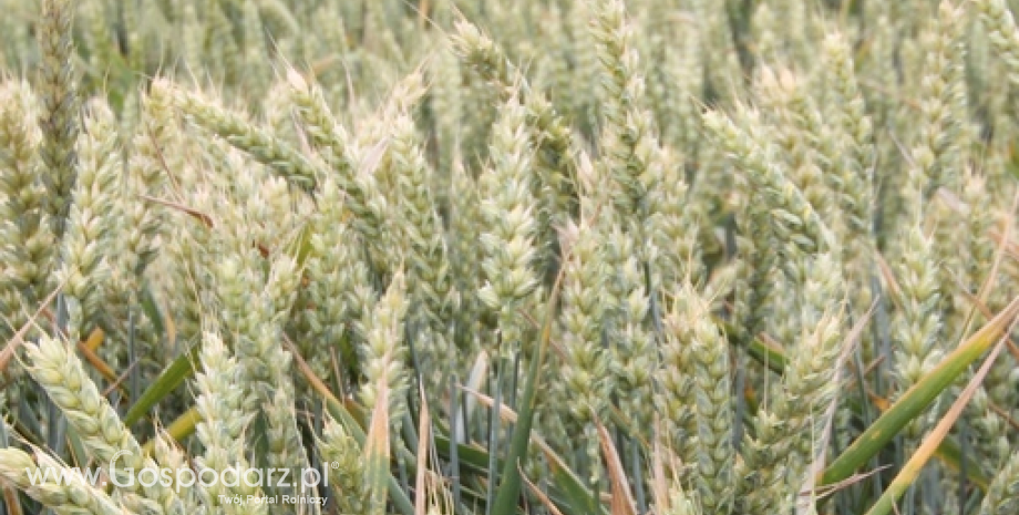 Ukraina: Gorsza jakość pszenicy z powodu deszczu