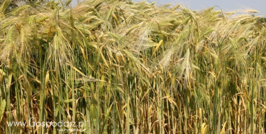 Ceny zbóż w kraju i portach (17.06.2014)