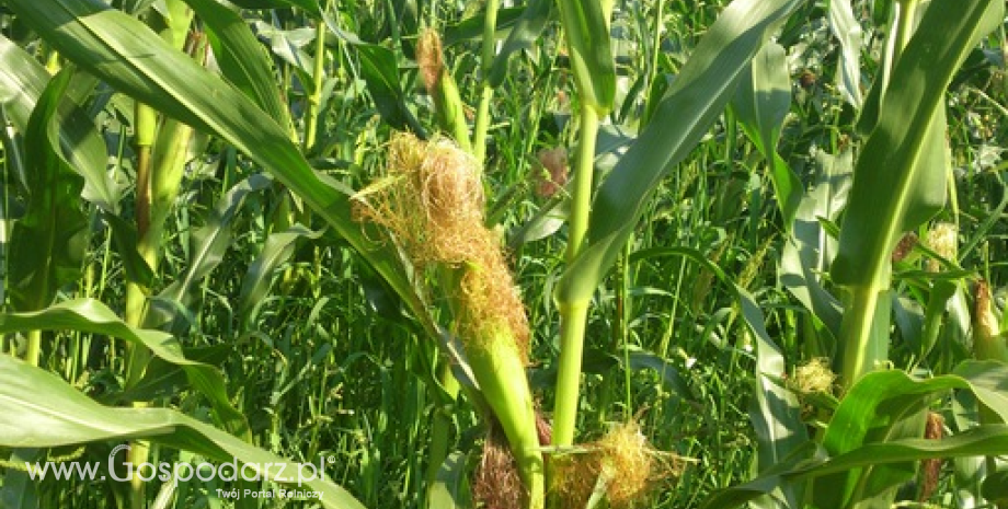 Dobre prognozy zbiorów kukurydzy w Ameryce Południowej