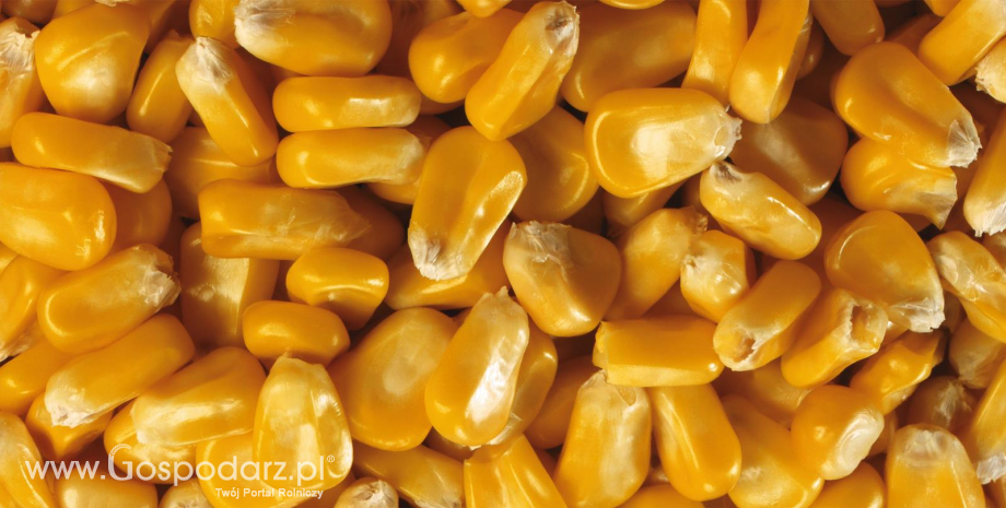 Zbiory unijnej pszenicy spadną o 5%, a kukurydzy o 9,5% - licząc rok do roku