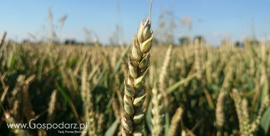Niemieccy rolnicy zasieli jesienią mniej o 7% pszenicy i o 5% rzepaku