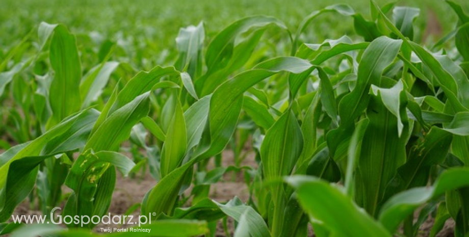 USA: Deszcze opóźniają siewy kukurydzy