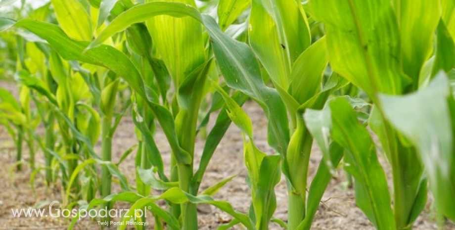 Spadek ocen kondycji amerykańskich zbóż i soi daje szansę na wzrosty