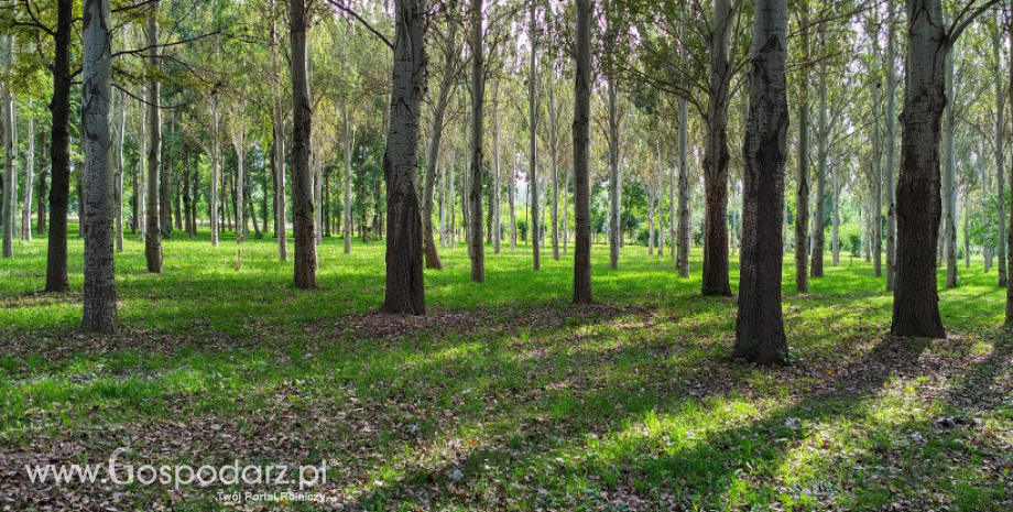 Nowe poddziałanie leśne PROW 2014-2020
