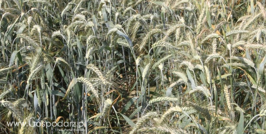 Ukraina spodziewa się utrzymać tegoroczny eksport rolny na dotychczasowym poziomie 20 mld USD