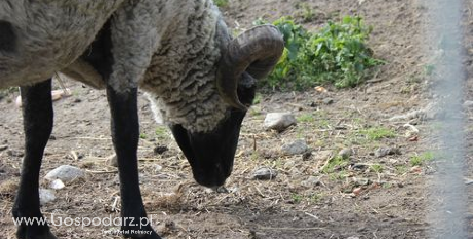 Obowiązek elektronicznego indywidualnego znakowania owiec i kóz jest ważny