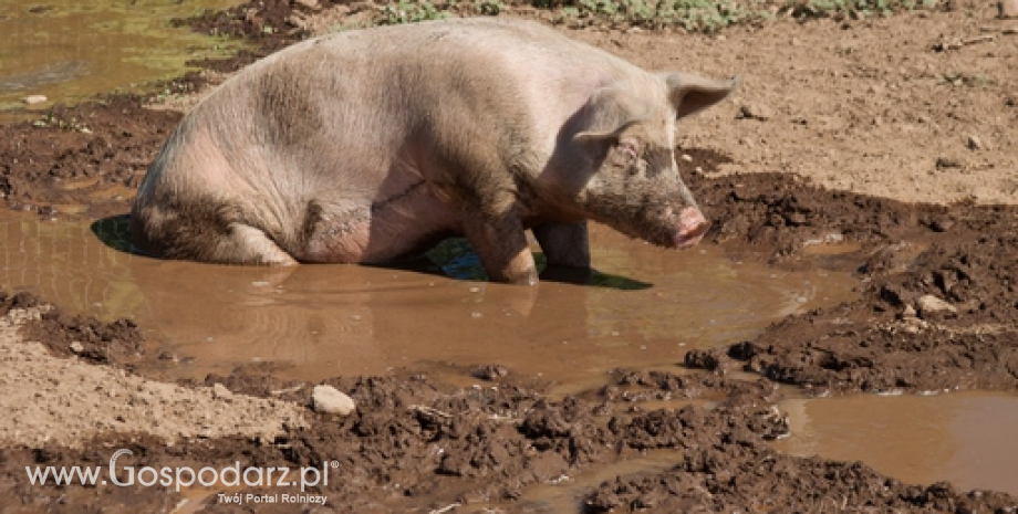 Pogłowie świń spadło aż o 12% do 10,24 mln ton
