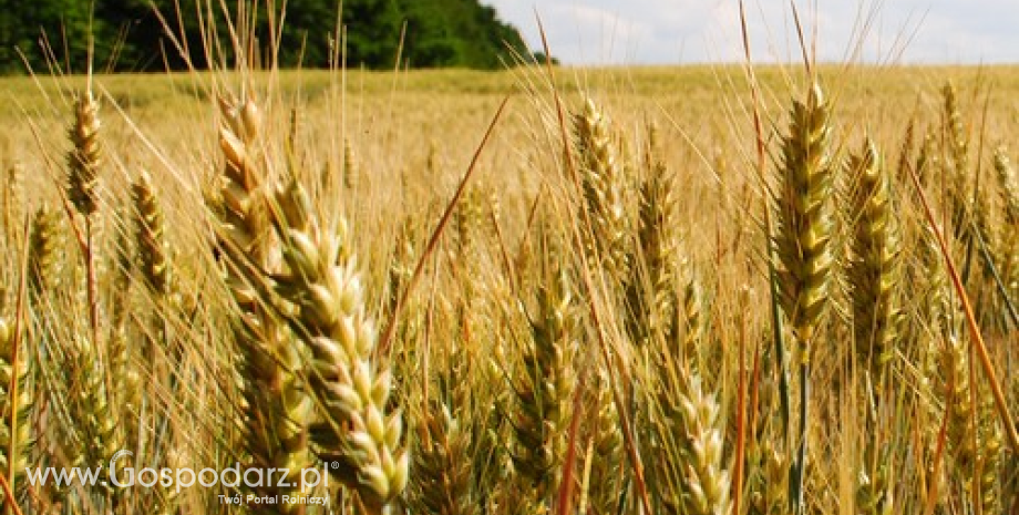Wysokie prognozy zbiorów zbóż w Rosji